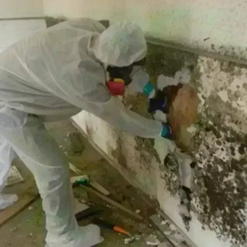 Mold Remediation and Removal in Corona de Tucson, AZ